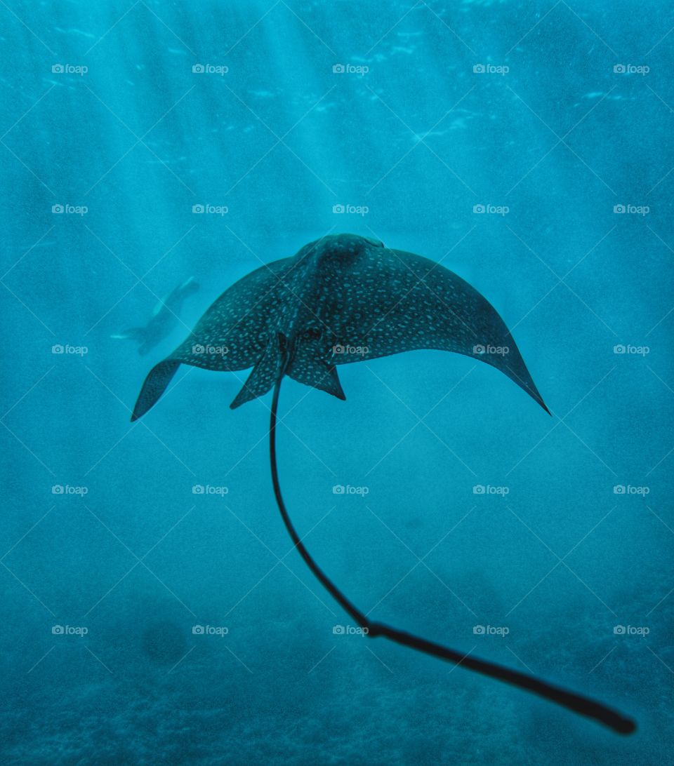 spotted eagle ray