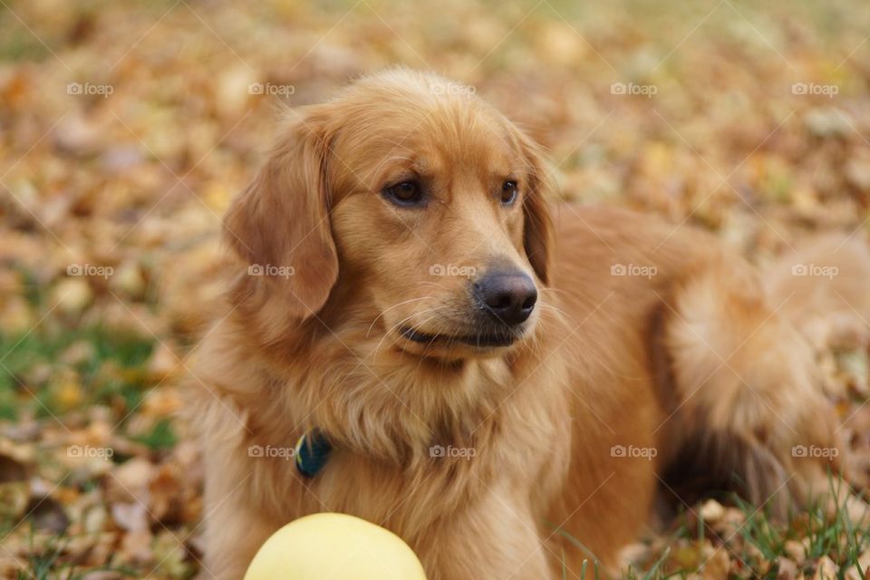 Golden retriever lying on grass