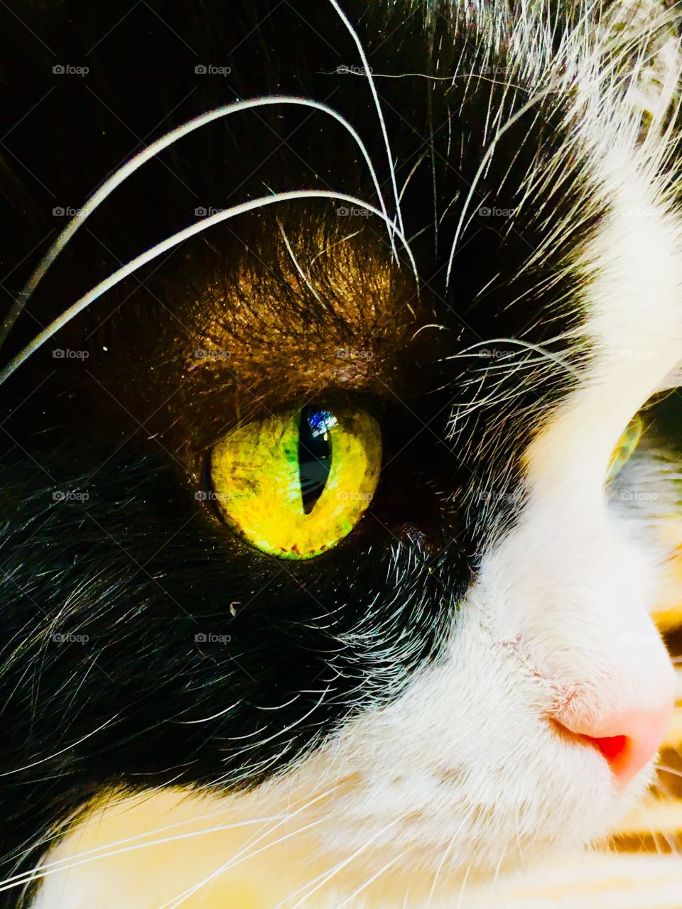 Tuxedo cat vivid color gold eyes 4