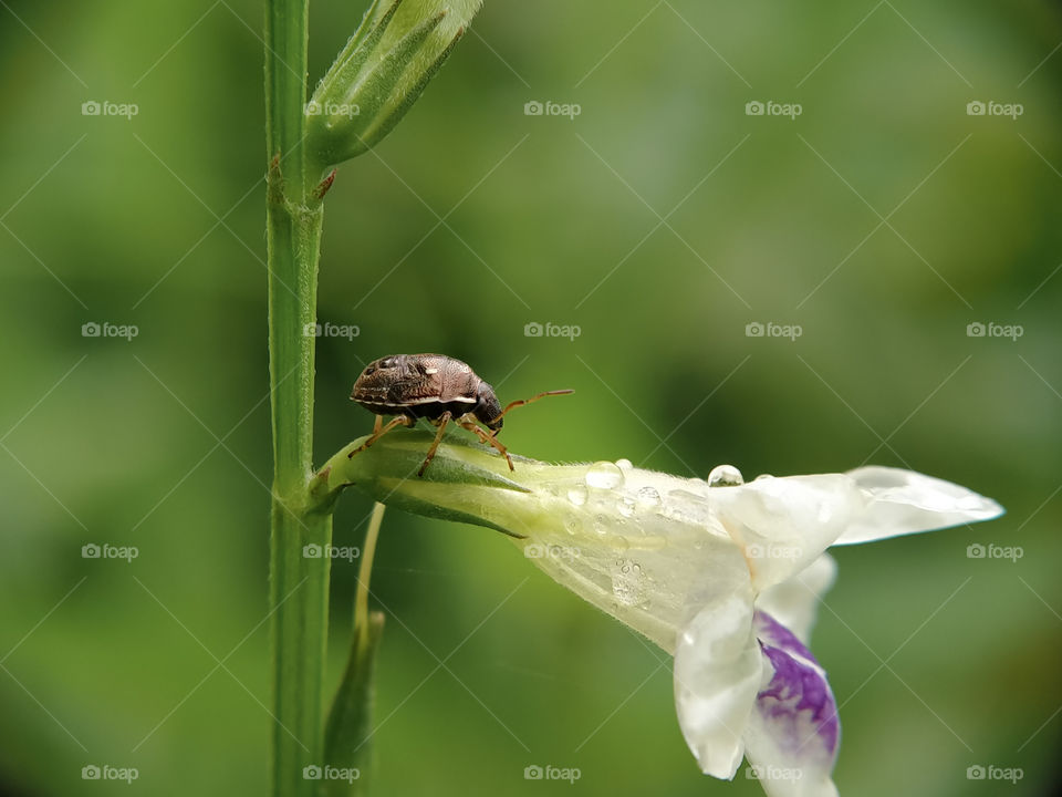 A brown aphids is looking for raindrops on a bush flower. Its body is only two millimeters long!