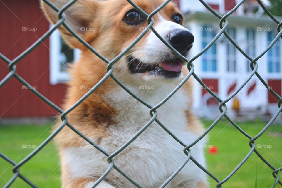 Cage, Fence, Pet, Mammal, Dog