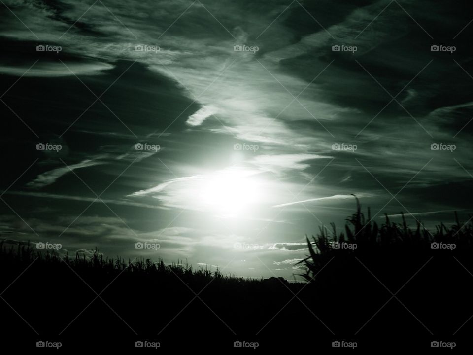 Grass growing in field at sunset
