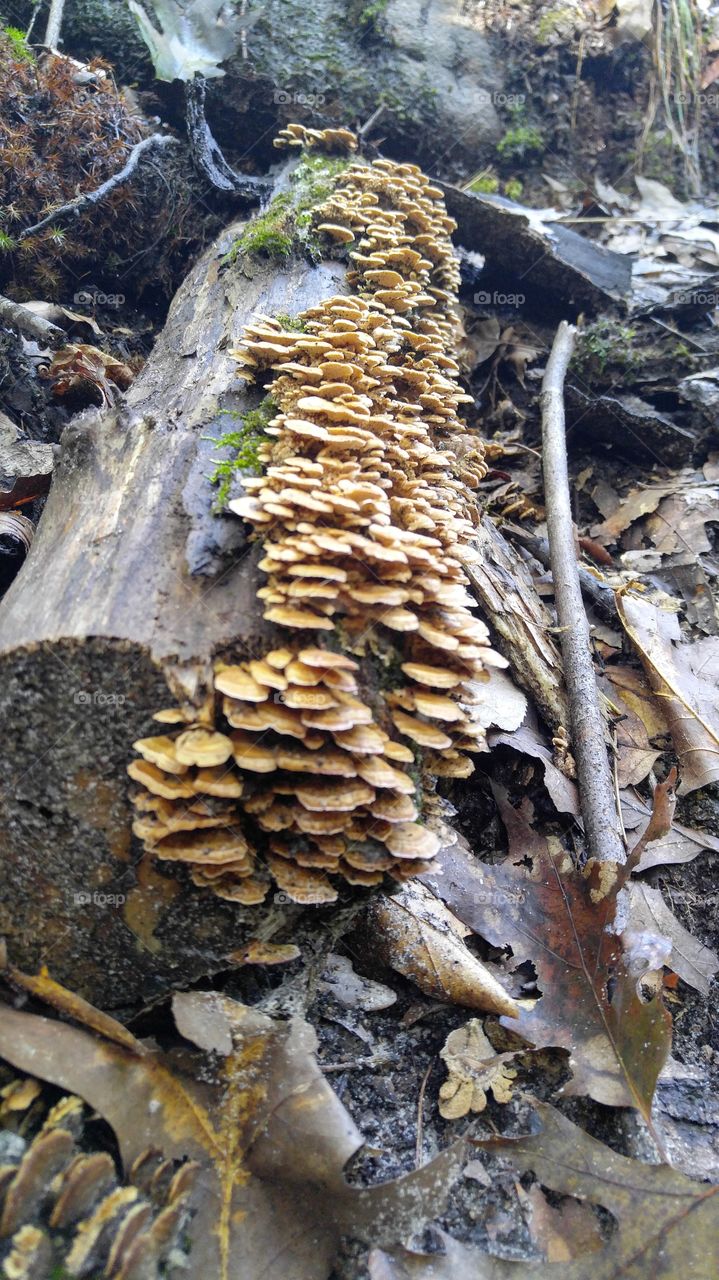 Shelf Fungus