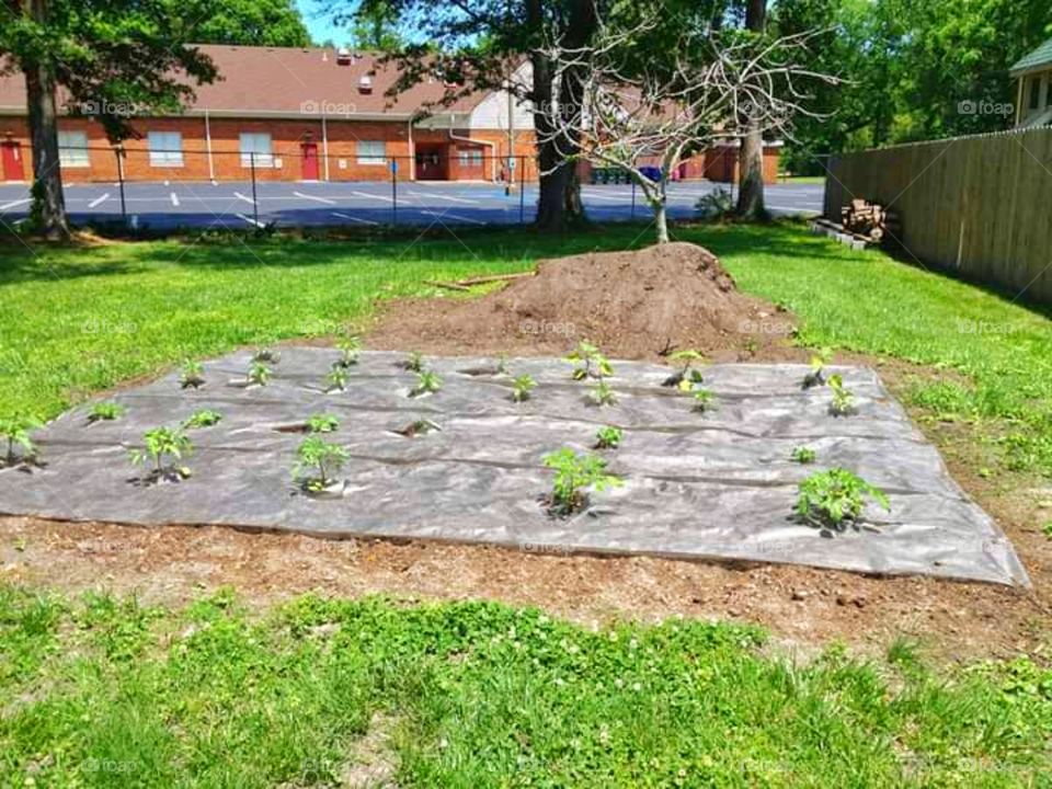 Vegetable plot
