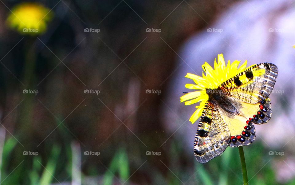 Beautiful butterfly.