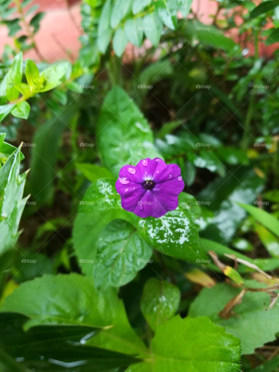 Little flower