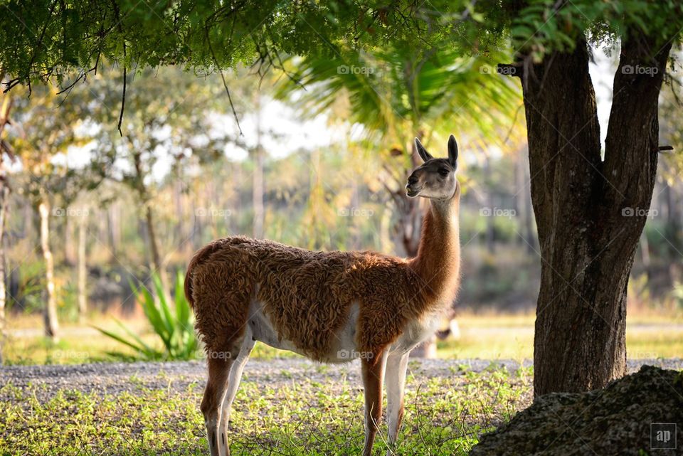 Lama