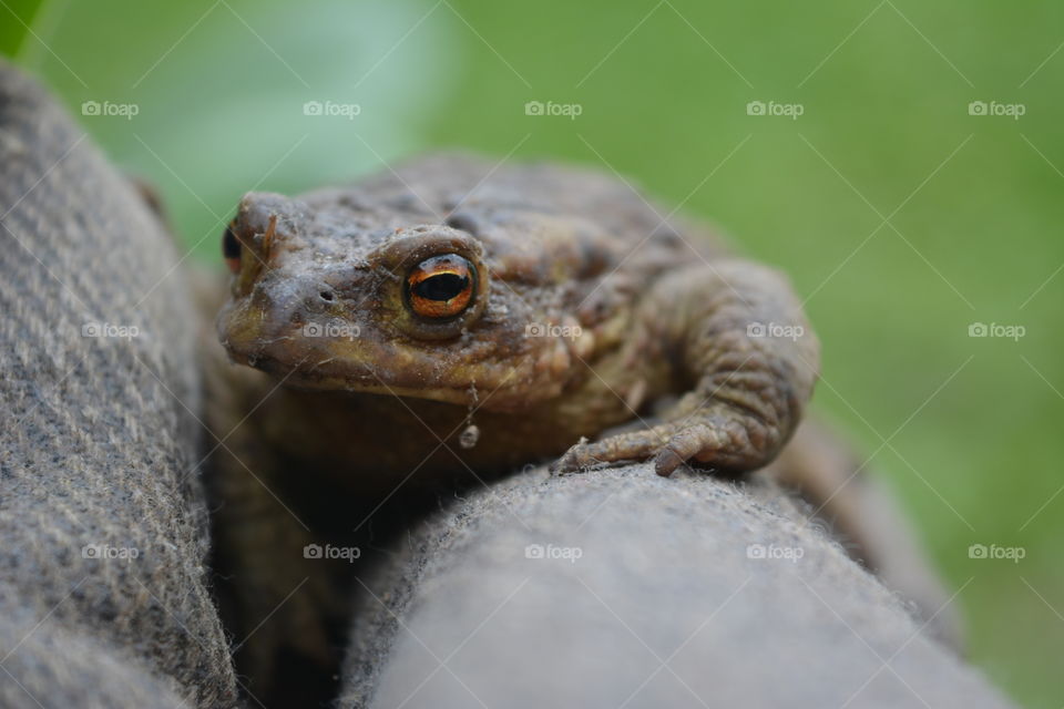 Nature, Wildlife, Animal, Reptile, No Person