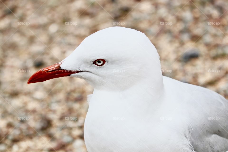 Seagull on the ground closeup profile head face and  torso 