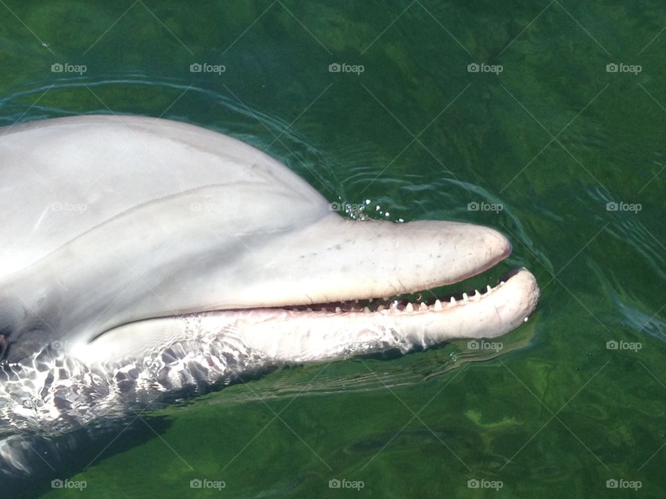 Wild dolphins, South Australia. Wild but tame dolphins in South Australia