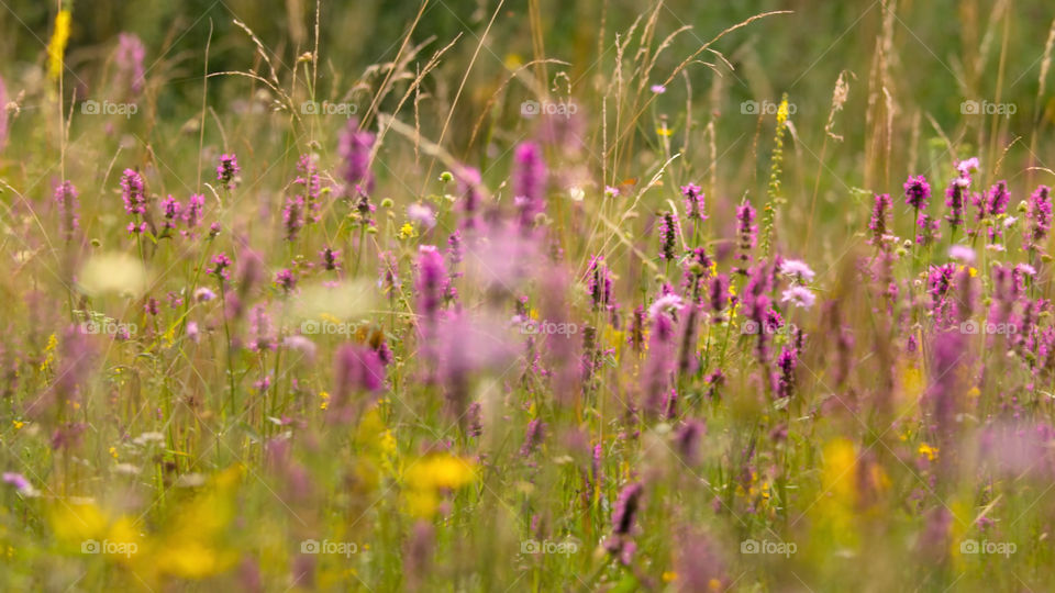 Meraviglie della natura