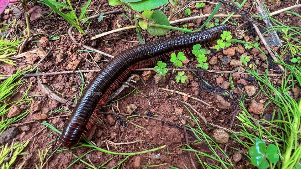 Portrait of a large, shiny black centipede with a red lower body in high angle view