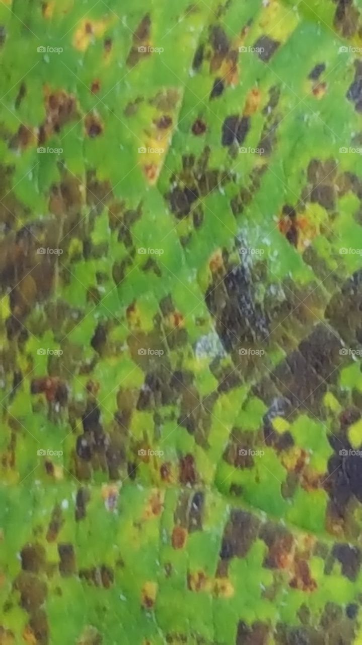 macro shot of a leaf in fall