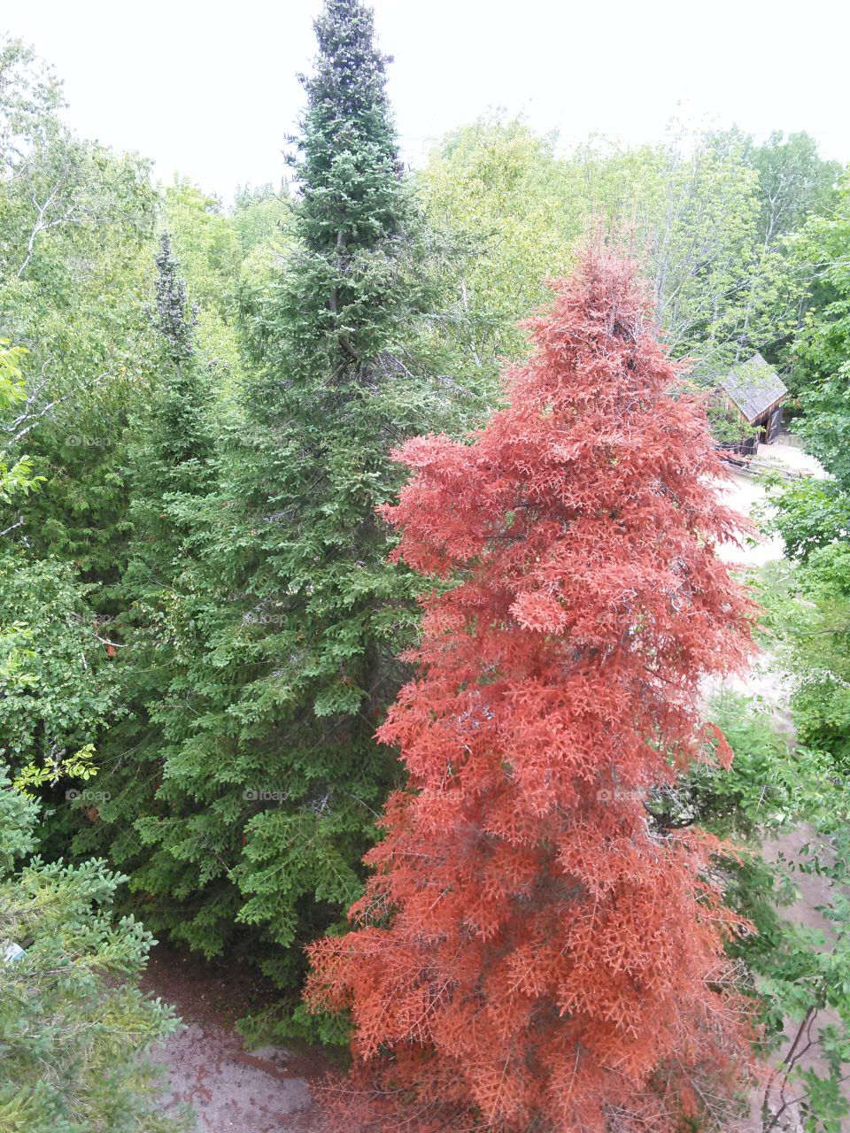 Up in the tree tops. View of trees from lookout tower. 
