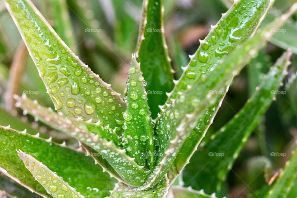 Close up of water drops on Aloe plant leaves
