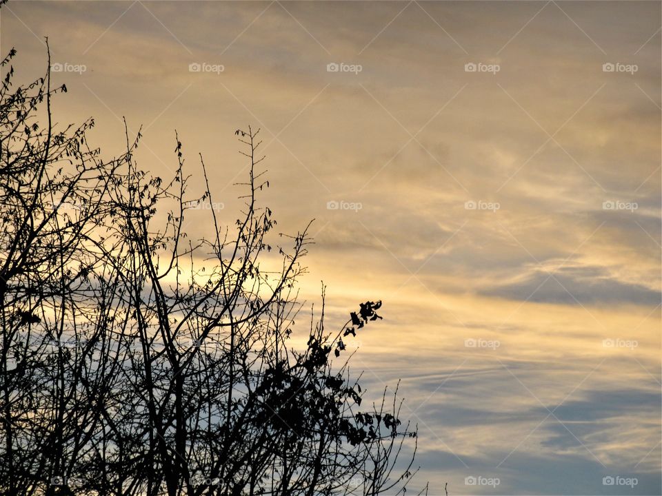 sunset with branches