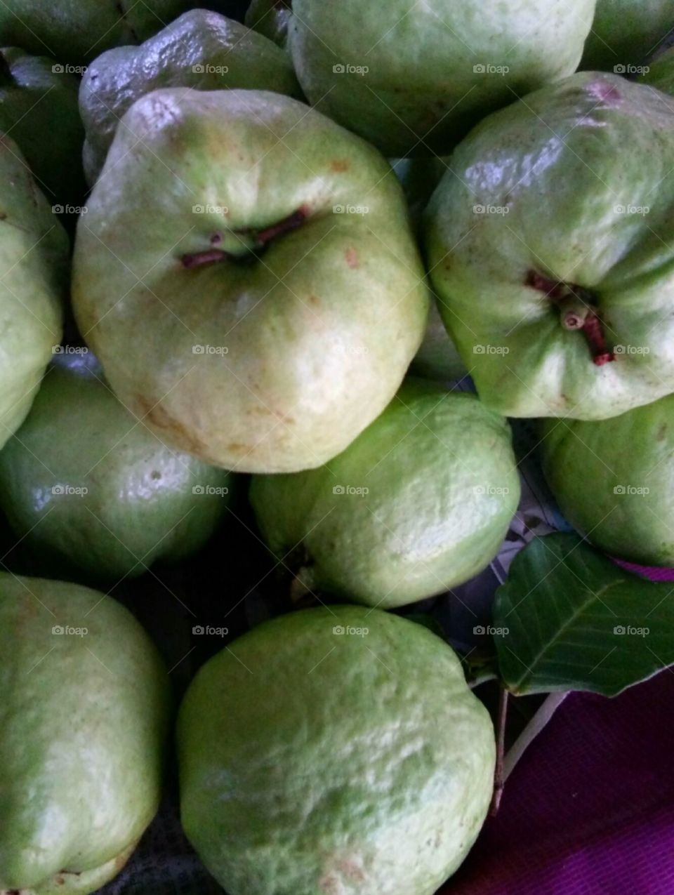 guava jambu batu