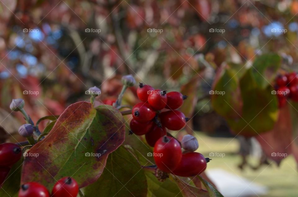 Leaves, red berries, branches, trees