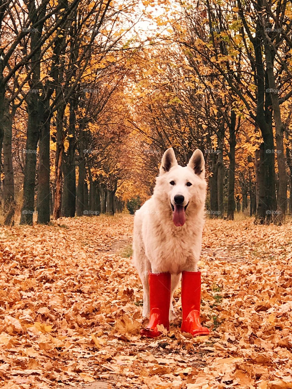 Cute dog on the autumn park