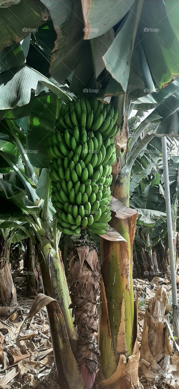 Banana Tree