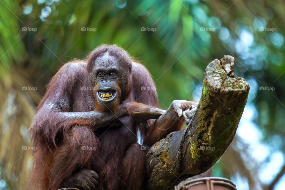 orangutans are sitting in the tree and smiling