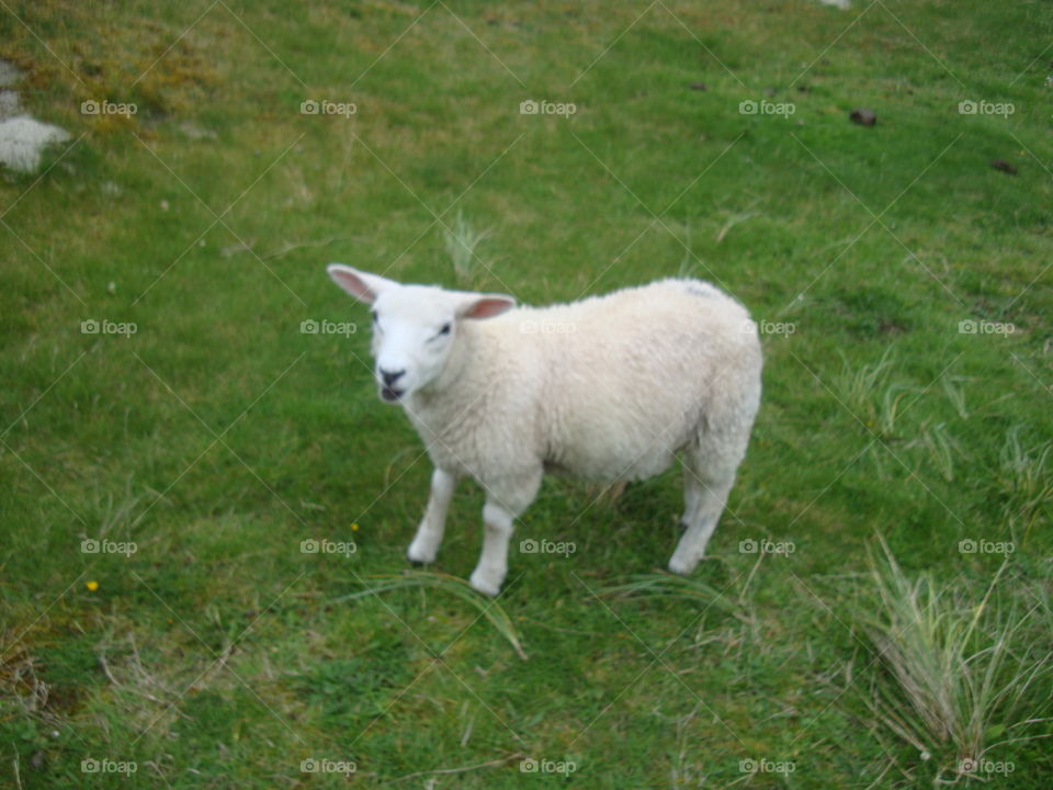 young sheep in Scotland