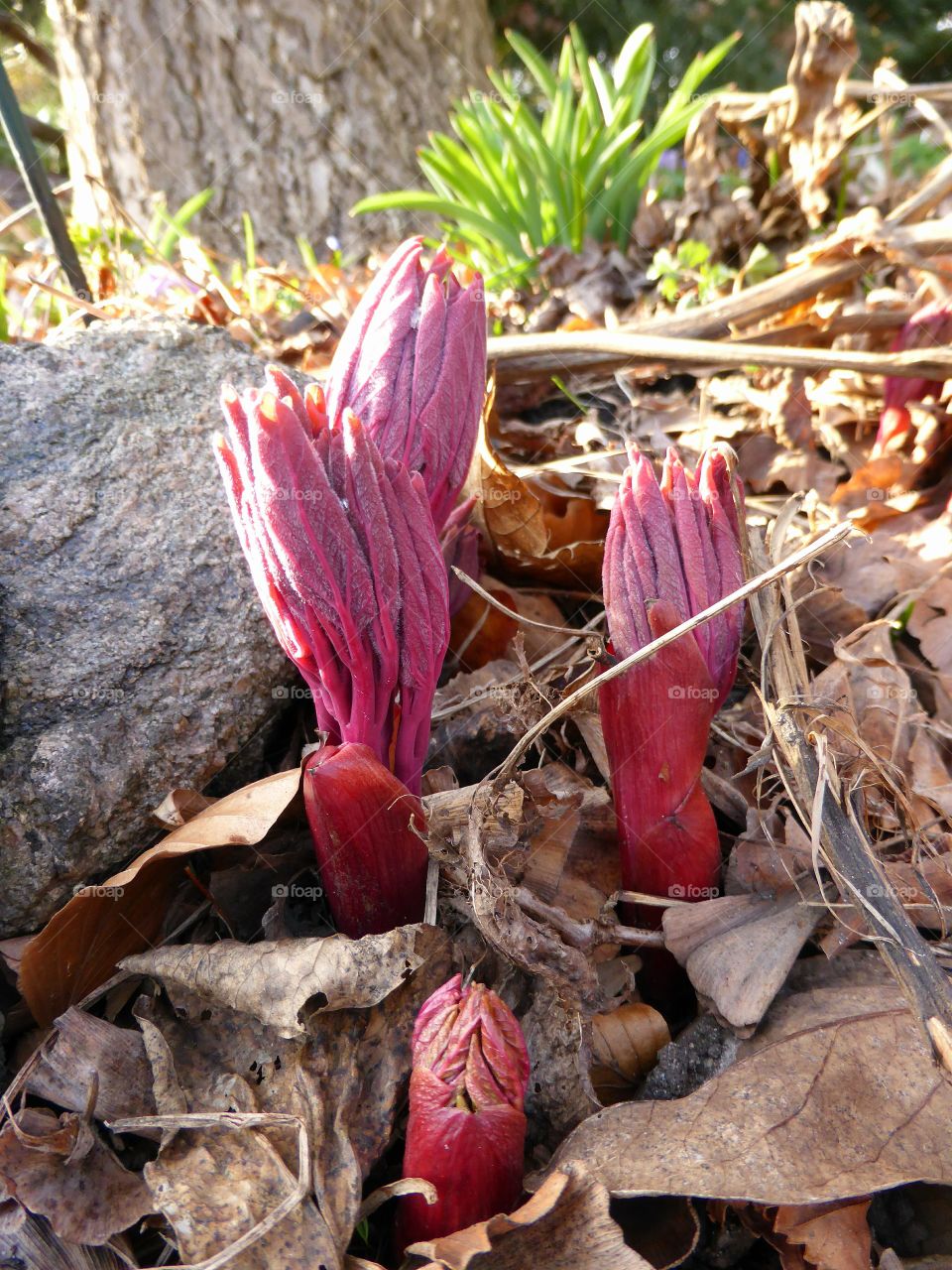 peony buds