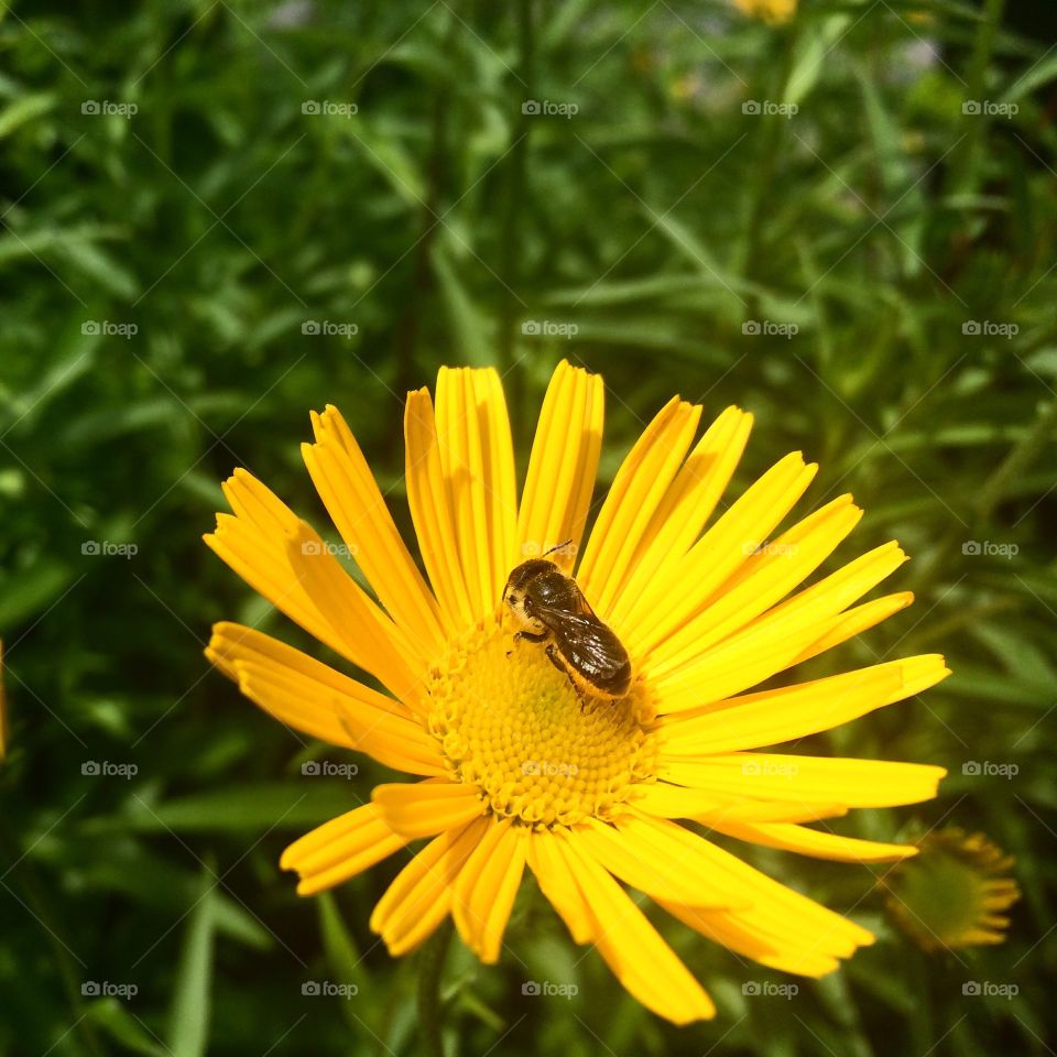 Bee On Yellow Flower