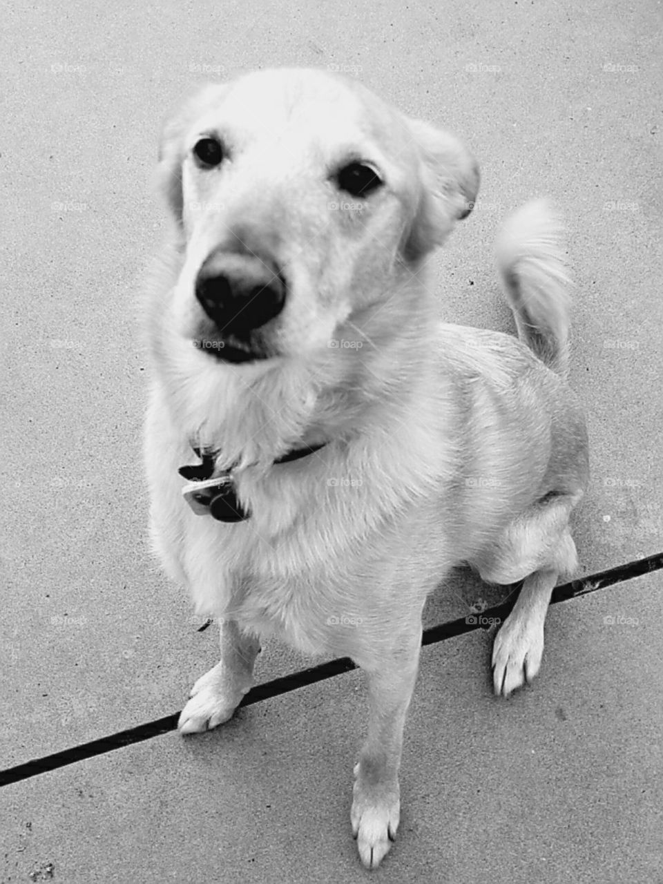 Dog Close-up black and white