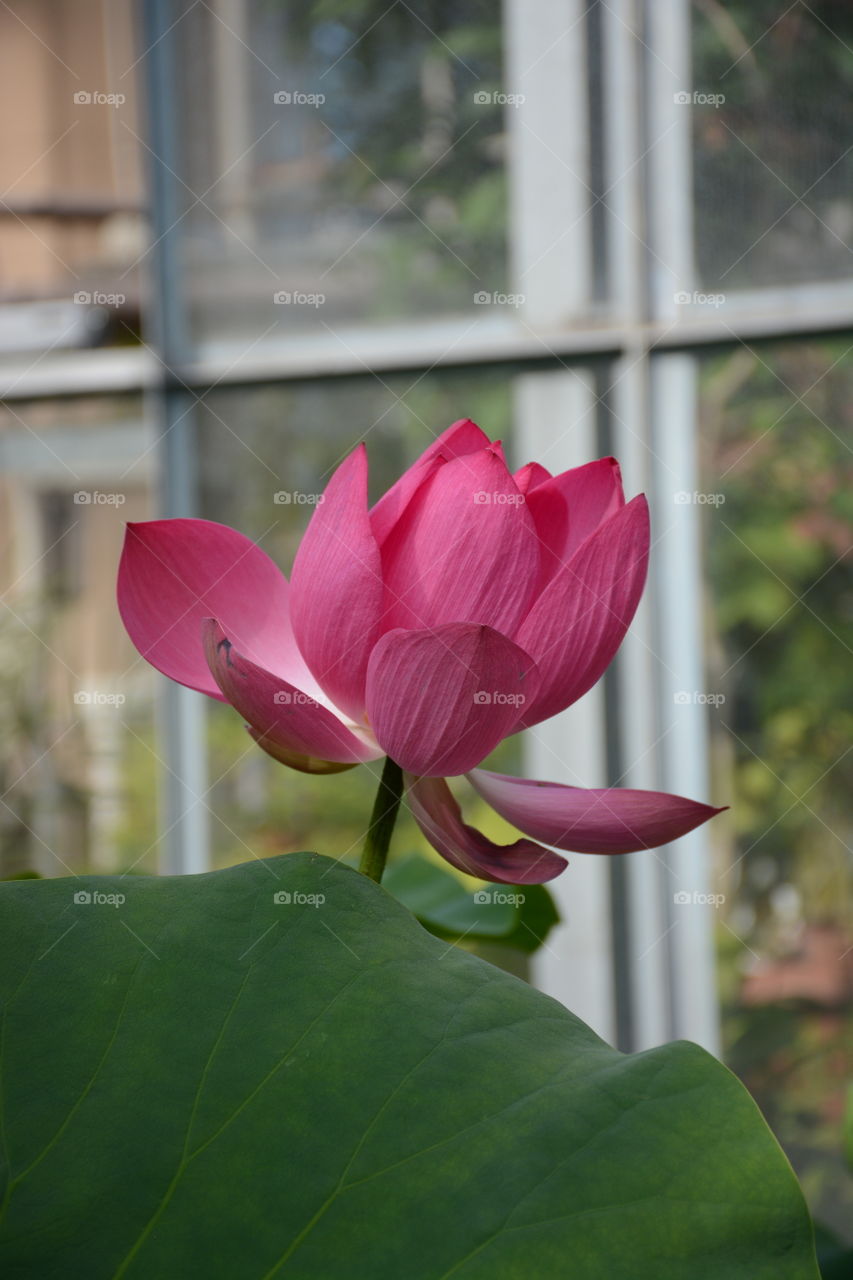 Flower. A flower in Botanical Garden in Krakow