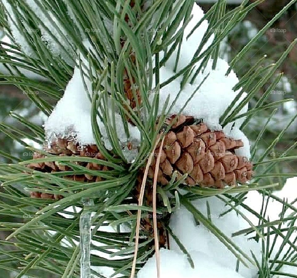 Pinecones