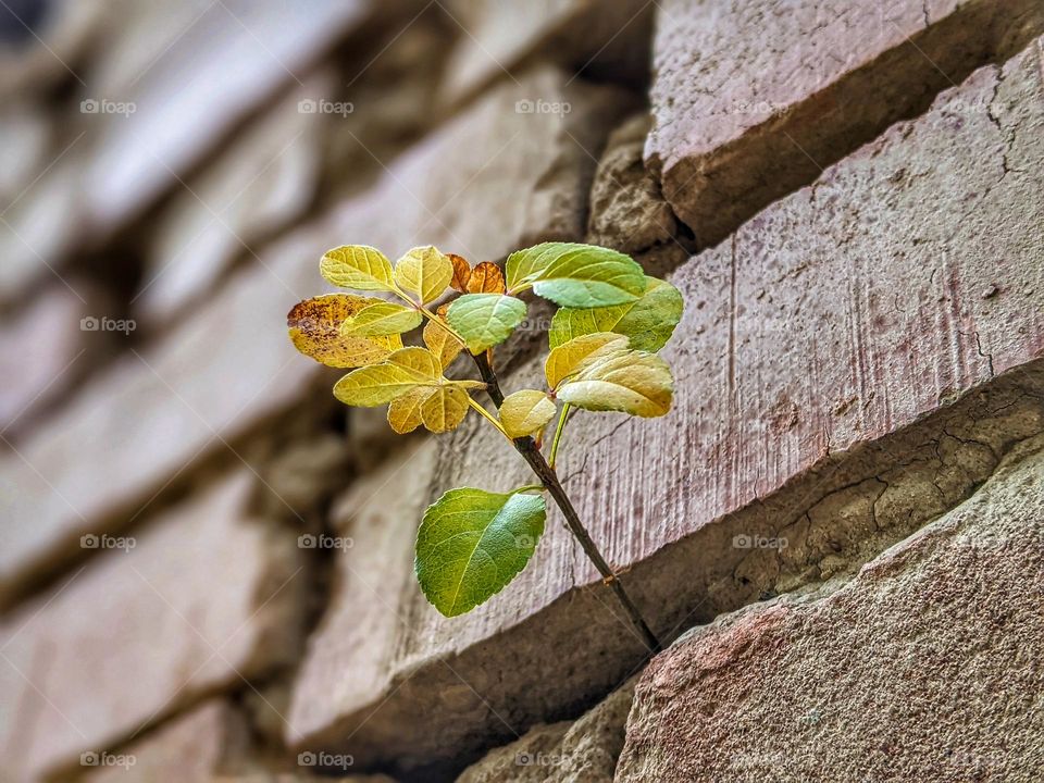 A plant growing between the bricks