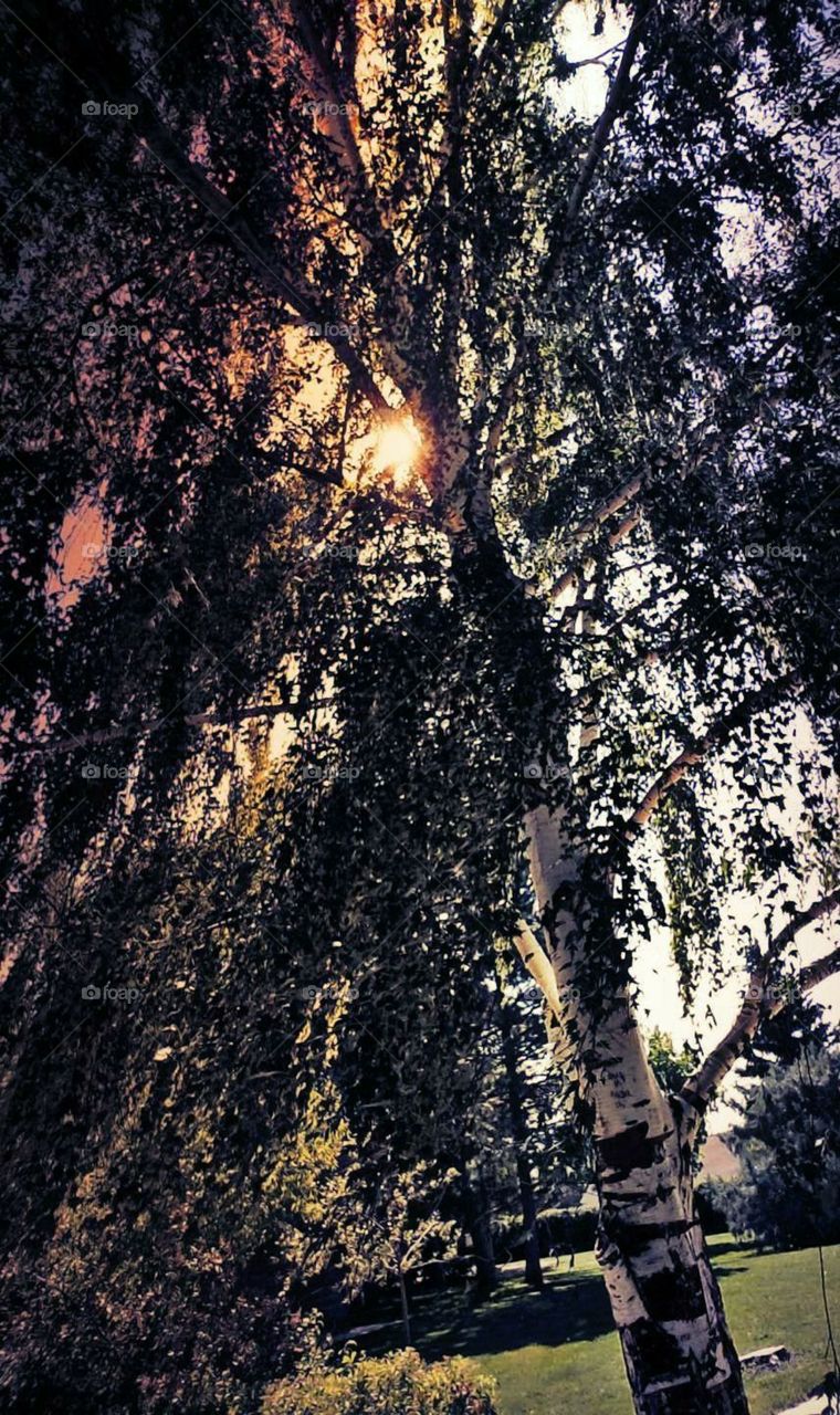 Sun peering through a willow tree.