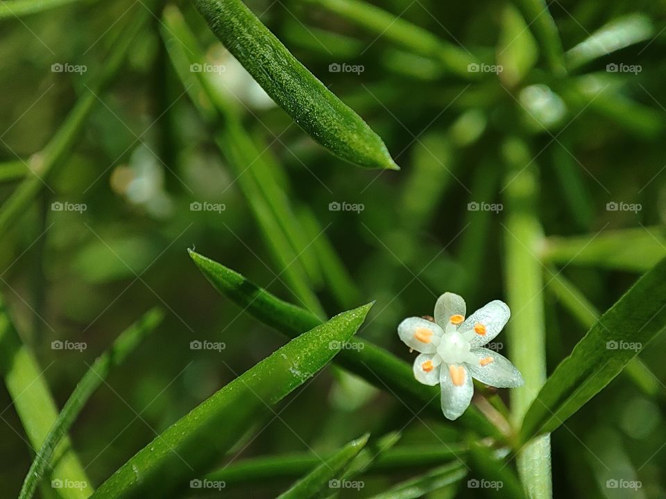 Macro image of a small cute flower