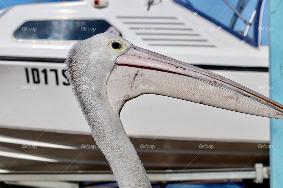 Pelican head and neck profile closeup at Marina 