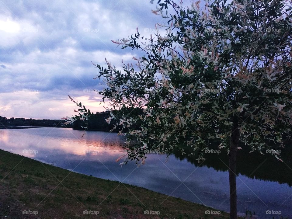 the tree is blooming by the river