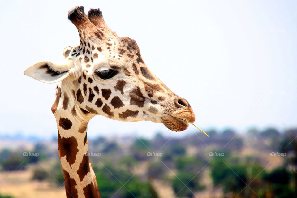 Giraffe #Animals