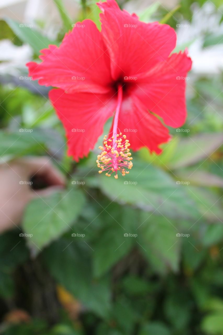 Hibiscus tropical flower copy space
