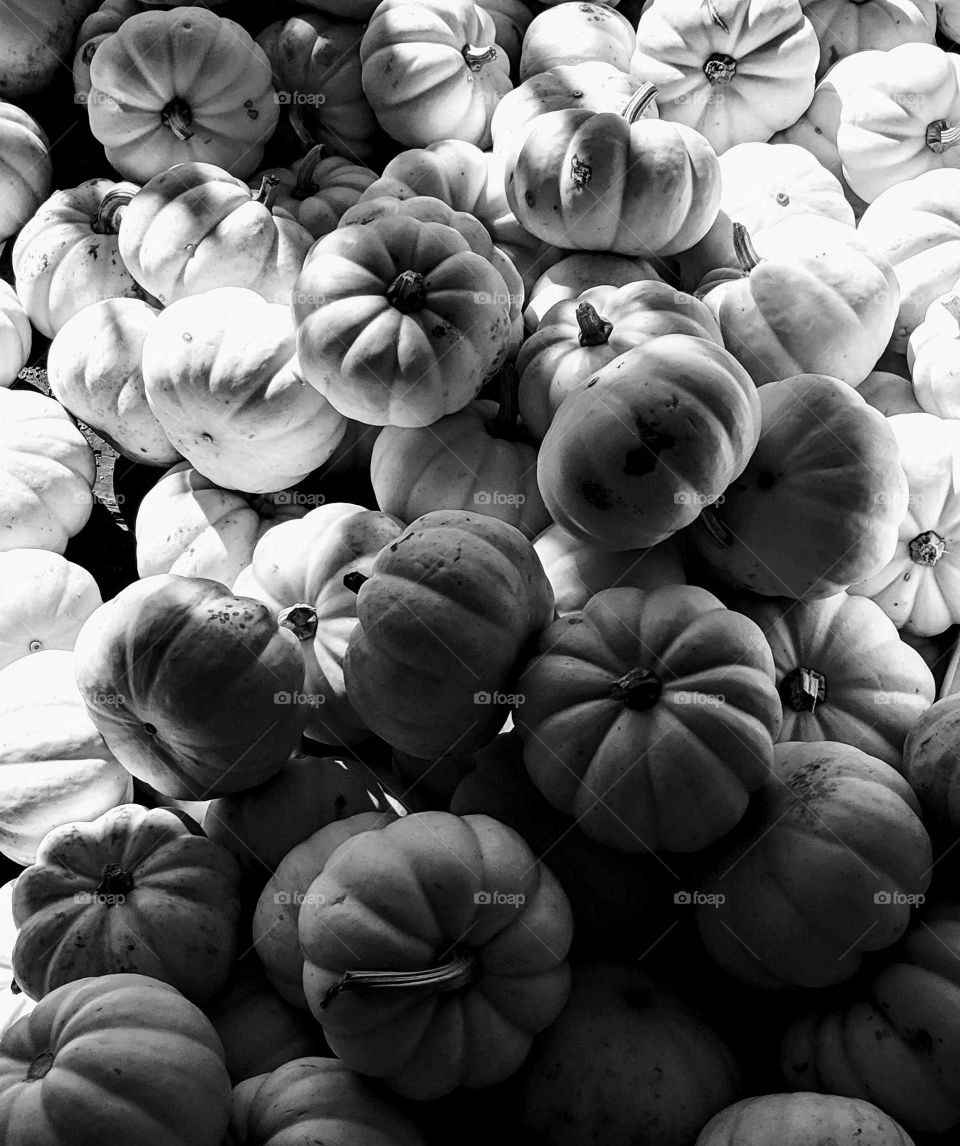 Mini Pumpkins Black & White