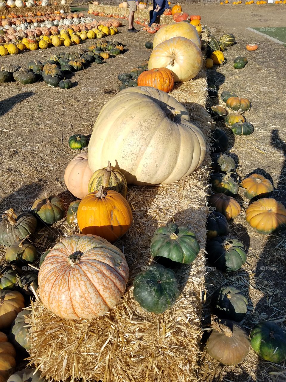 Halloween Pumpkins