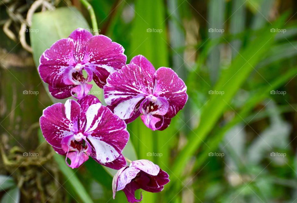 Colorful purple and white orchids