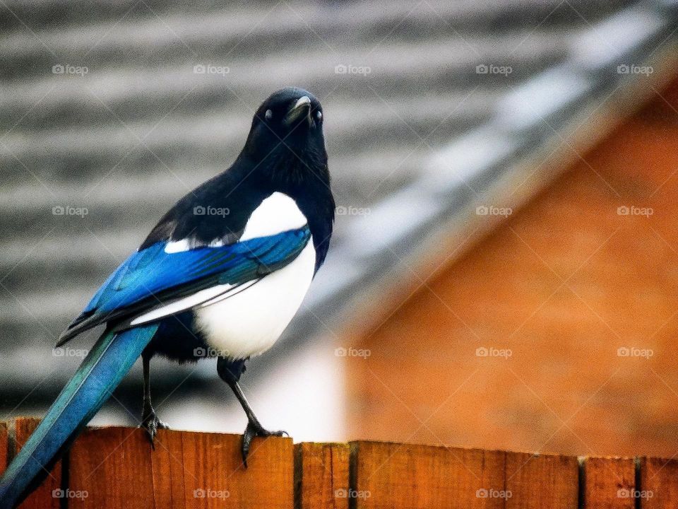 Magpie