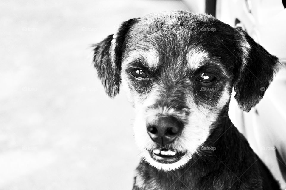 Black and white dog on blur background 