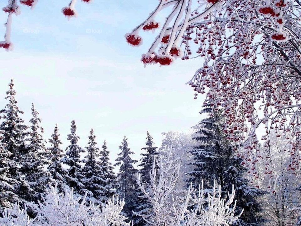 Снежный лес