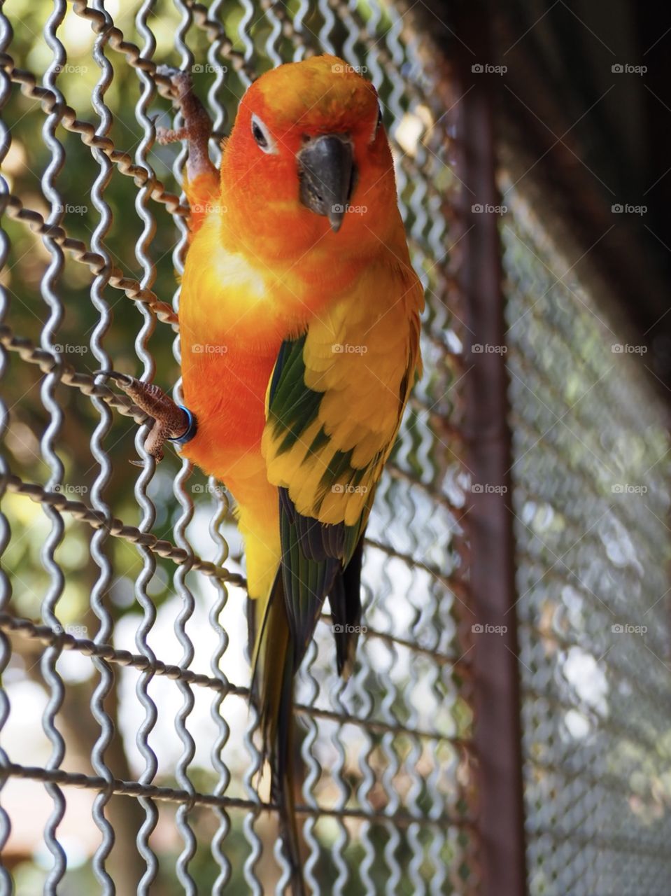 My sun conure parrot 