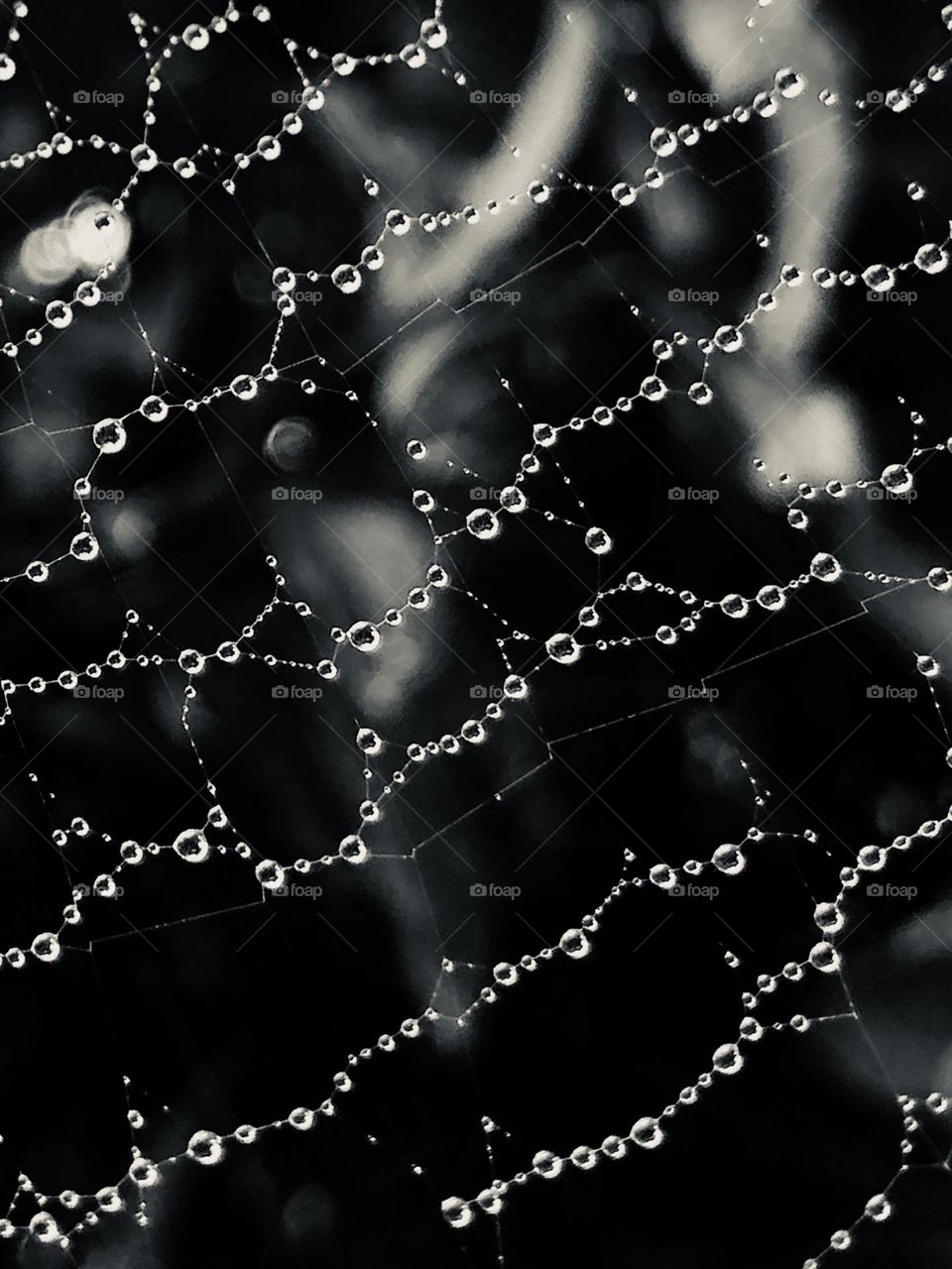 Dew on the spider web