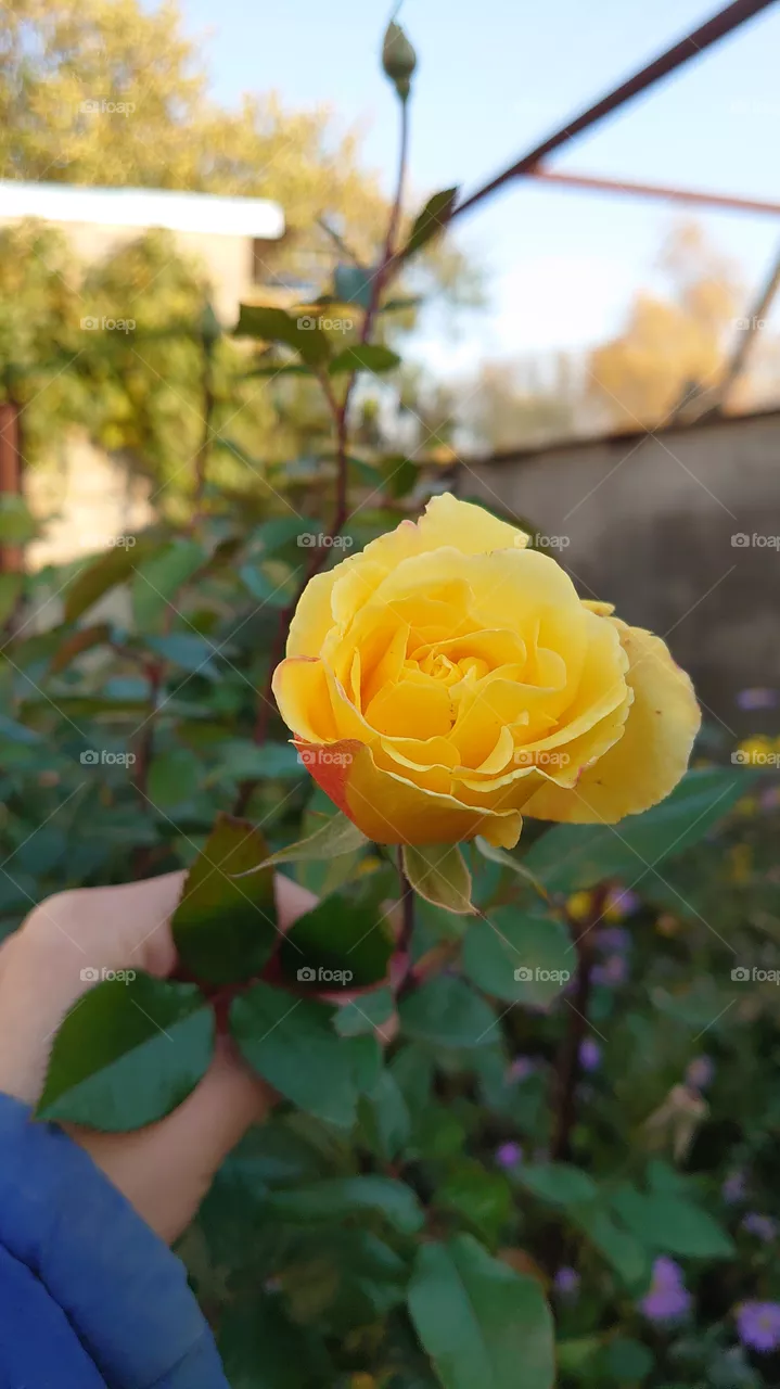 yellow rose beauty among autumn.