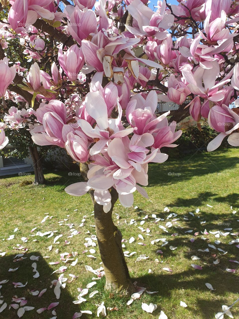 springtime blooms pink white