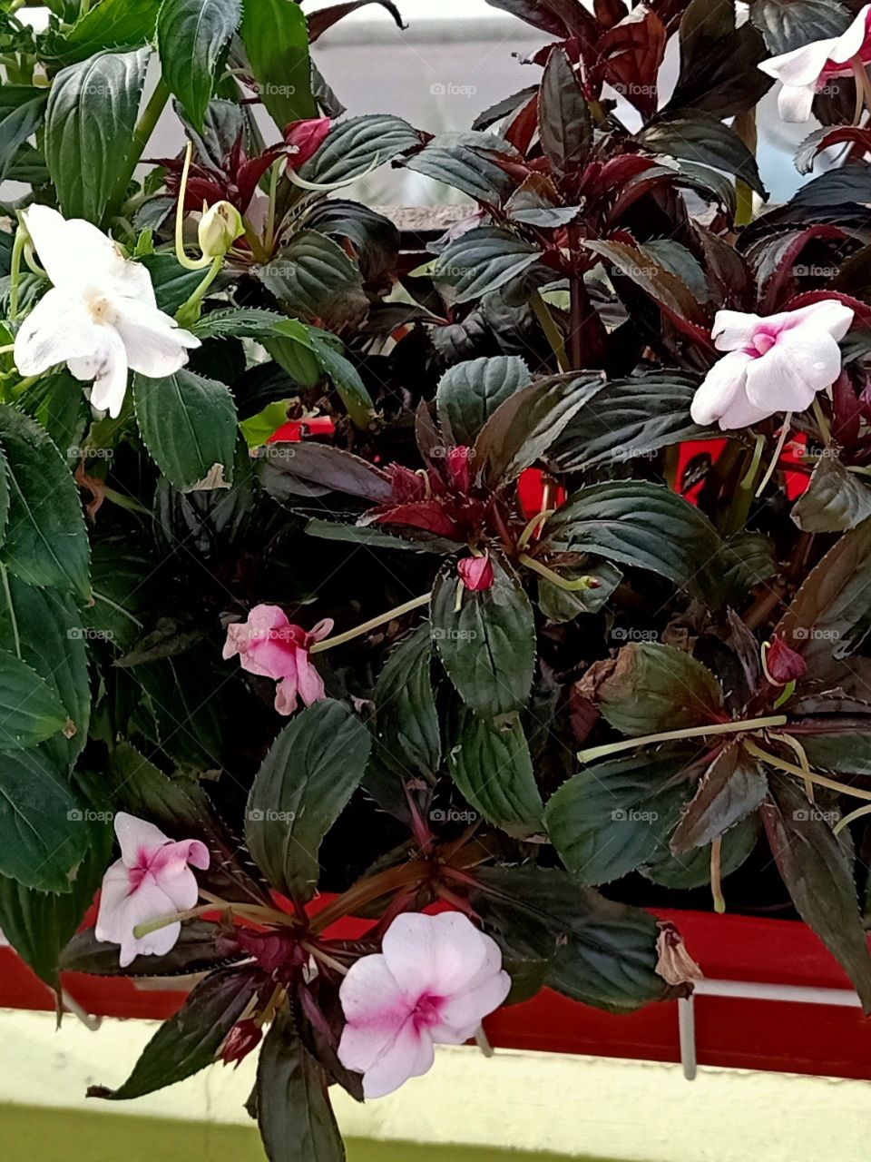 flowers🍃🌷🌿🍃🌷🍃