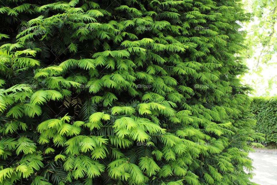 Green leaves on the tree 💚💚💚